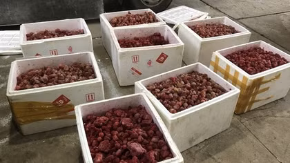 Bắt 310kg dâu tây “lạ” tuồn vào Đà Lạt