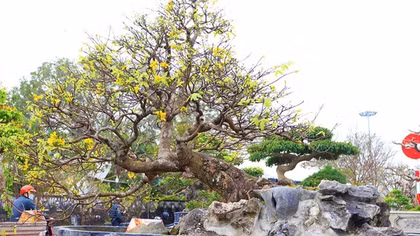 Cây mai Tết thế "Bạt Phong Hồi Đầu" được định giá 7 tỷ đồng