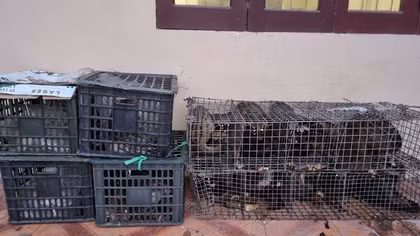 Phát hiện "kho" cầy hương trên xe khách