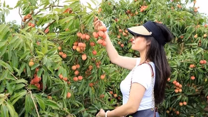 Chương trình du lịch "Hương sắc mùa hè Lục Ngạn"