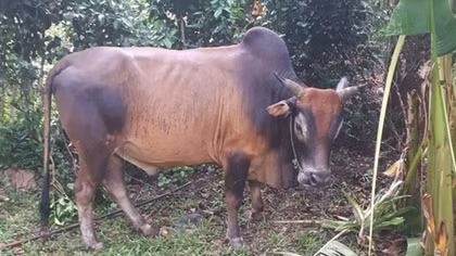 Bò nhà húc tử vong bà lão