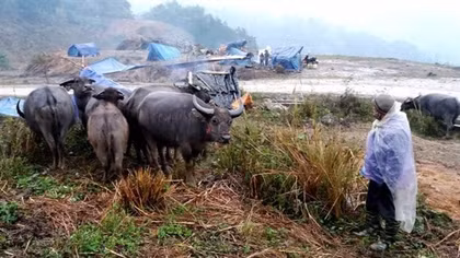 Hơn 1.000 gia súc bị chết do giá rét