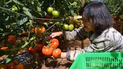 Đồng loạt kiểm tra cơ sở sản xuất, kinh doanh nông sản ở Lâm Đồng