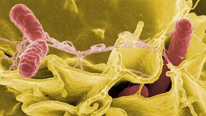 Vi khuẩn Salmonella là nguyên nhân gây ngộ độc cho hàng trăm học sinh ở Nha Trang