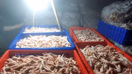 Hà Nội phát hiện hàng tấn chân gà đông lạnh không rõ nguồn gốc