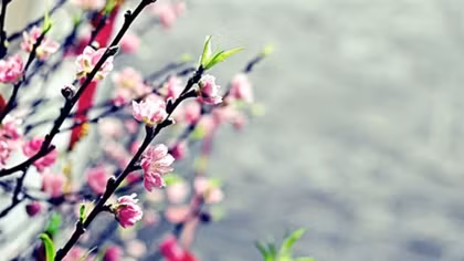 Lời mời tháng Giêng