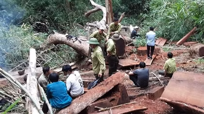 Khai thác trộm gỗ ở Gia Lai, mang đến Đắk Lắk tiêu thu