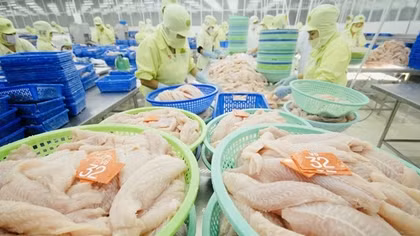 Được mùa xuất khẩu tôm, cá tra