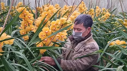 Địa lan Đà Lạt nở vàng rực trước Tết