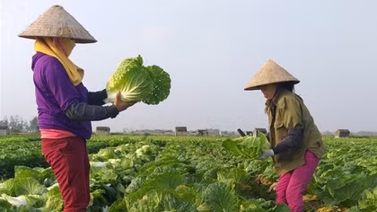 Vì sao nông dân điêu đứng với VietGAP?