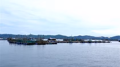 Thủ phạm làm tôm cá chết hàng loạt ở vịnh Xuân Đài là tảo nở hoa?