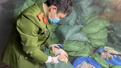 Thu giữ gần chục tấn chân gà, nội tạng động vật trong kho lạnh