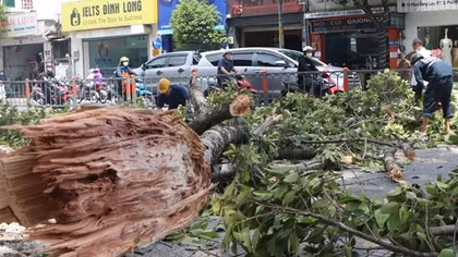 Chết lặng đứng nhìn cành cây 10m gãy rơi trùm xuống người