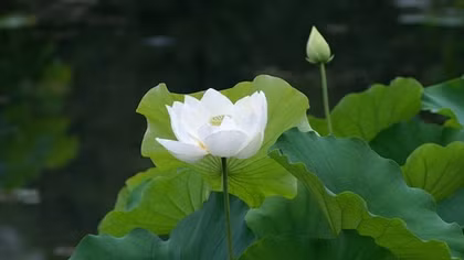Lời cảm tạ