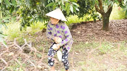 Nông dân lao đao vì bán cân xoài không mua nổi cốc trà đá