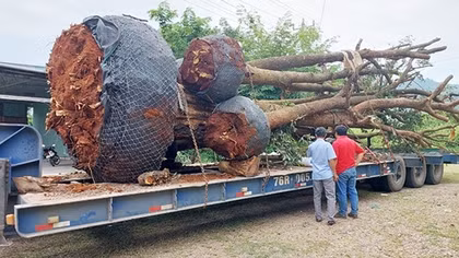 Xác định nguồn gốc các cây gỗ cổ thụ quá khổ vận chuyển trên Quốc lộ
