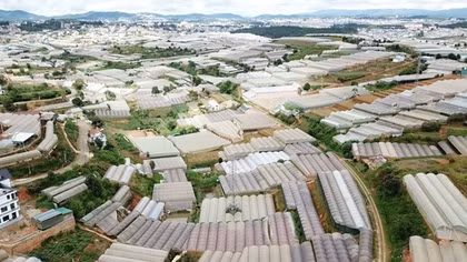 Nhà kính và mối nguy hiện hữu ở Đà Lạt