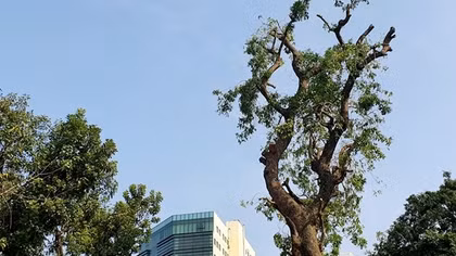 Hà Nội: Xót xa những hàng cây bị cắt tỉa trơ trụi