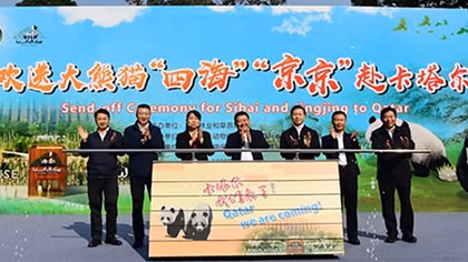 “Ngoại giao gấu trúc” trước thềm World Cup