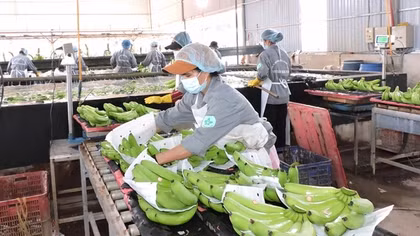 Cần “nhạc trưởng” trong điều phối, liên kết đầu ra cho nông sản