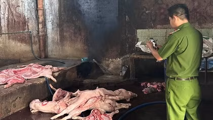 Phát hiện ổ dịch tả lợn châu Phi tại trọng điểm chăn nuôi Đồng Nai