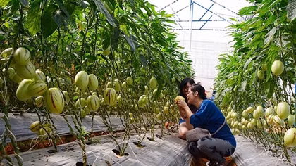 Làm du lịch từ sản xuất nông nghiệp