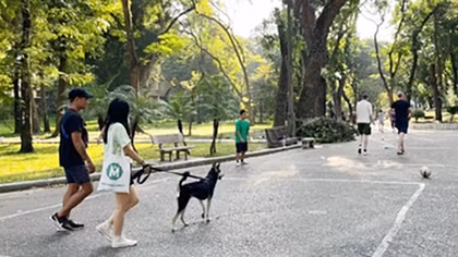 Hiểm họa chó thả rông cắn người: Hậu quả của việc buông lỏng quản lý (bài 2)
