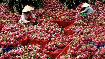 Hỗ trợ doanh nghiệp vừa và nhỏ khai thác hiệu quả thương mại điện tử