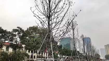 Hà Nội: Hàng loạt cây già cỗi, không đạt yêu cầu thẩm mỹ sẽ được thay thế