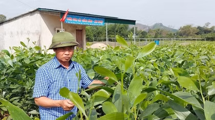 Vì sao Cục Thuế Nghệ An "làm khó" một hợp tác xã?