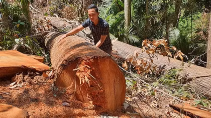 Khởi tố 4 đối tượng trong vụ phá rừng tại Kon Tum