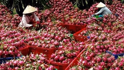 Cần xây dựng tiêu chuẩn cho nông sản Việt trên thị trường quốc tế