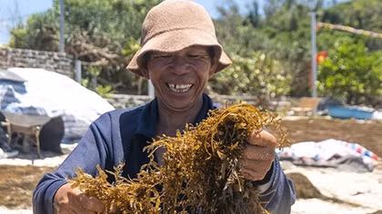 Mùa ăn rong ở xứ đảo