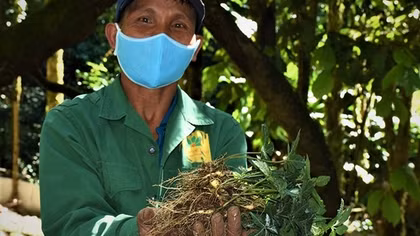 Mùa trồng sâm trên đỉnh Ngọc Linh