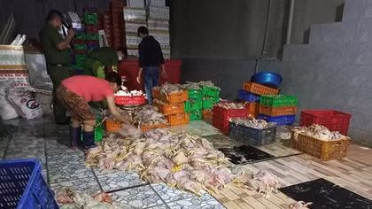 Thu mua gà chết 4.000đ/kg về làm sạch đem bán