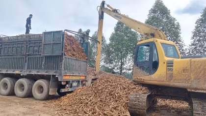 Giải pháp cho cây sắn nguyên liệu “đứng vững”