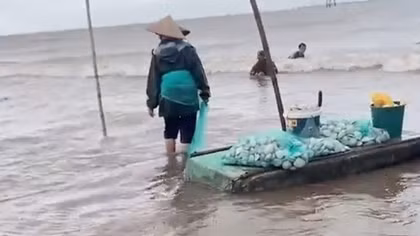 Nam Định: Hàng trăm tấn ngao dạt vào bờ biển, dân vui mừng vớt "lộc trời"