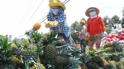 Kết nối đồng bằng, tìm đầu ra bền vững cho nông sản