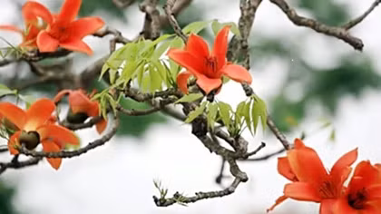 Ngắm hoa gạo, kiến trúc phong cách Đông Dương giữa lòng Hà Nội