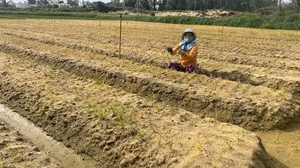 Hành, kiệu vụ Tết bỗng dưng chết rụi hàng loạt