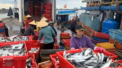 Một ngư dân trúng luồng cá “khủng” thu 250 tấn cá, lãi gần 2 tỷ đồng