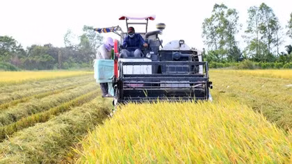 Để đất “Chín Rồng” vươn lên mạnh mẽ: Phát triển bền vững vùng ĐBSCL - Nhìn từ thực tiễn