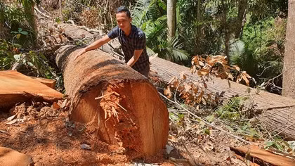 Kiểm tra tất cả cơ sở kinh doanh, chế biến lâm sản tại huyện Kon Plông