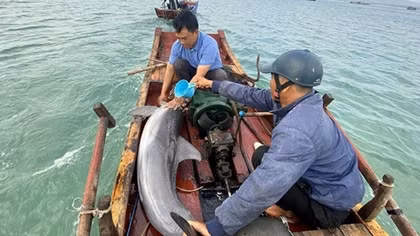 Giải cứu thành công cá heo mắc cạn tại Cô Tô