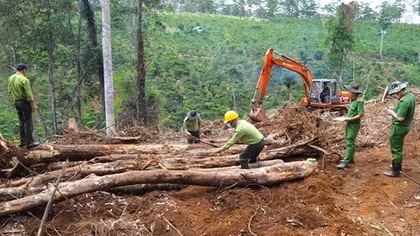 Tạm đình chỉ công tác Chủ tịch xã để xảy ra phá 1,9 ha rừng