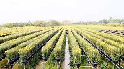 Thay “áo mới” cho những làng hoa kiểng miệt châu thổ Cửu Long