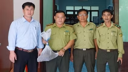 Đi làm vườn bắt được 2 con tê tê, người dân giao nộp kiểm lâm