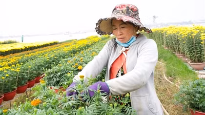 Người dân miền Tây tất bật chuẩn bị hoa, cây cảnh vụ Tết