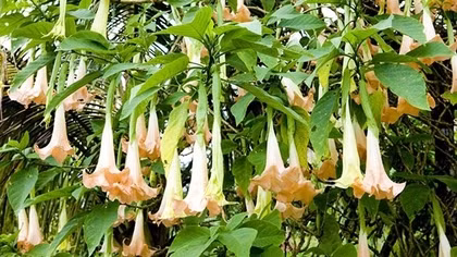 10 người ngộ độc do ăn hoa chuông
