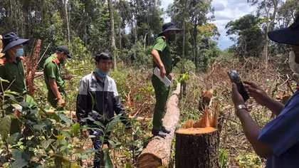 Lợi dụng dịch bệnh, lâm tặc chặt phá rừng rất... "bài bản"